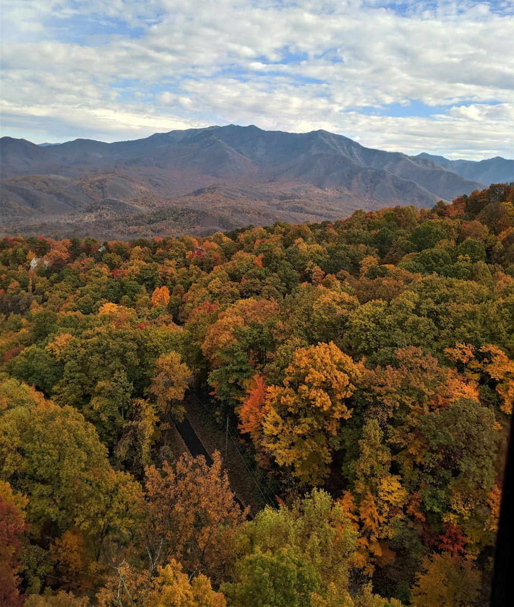 forest and mountains