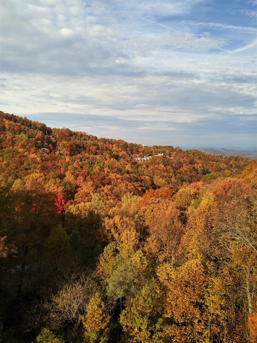 aerial photography of trees