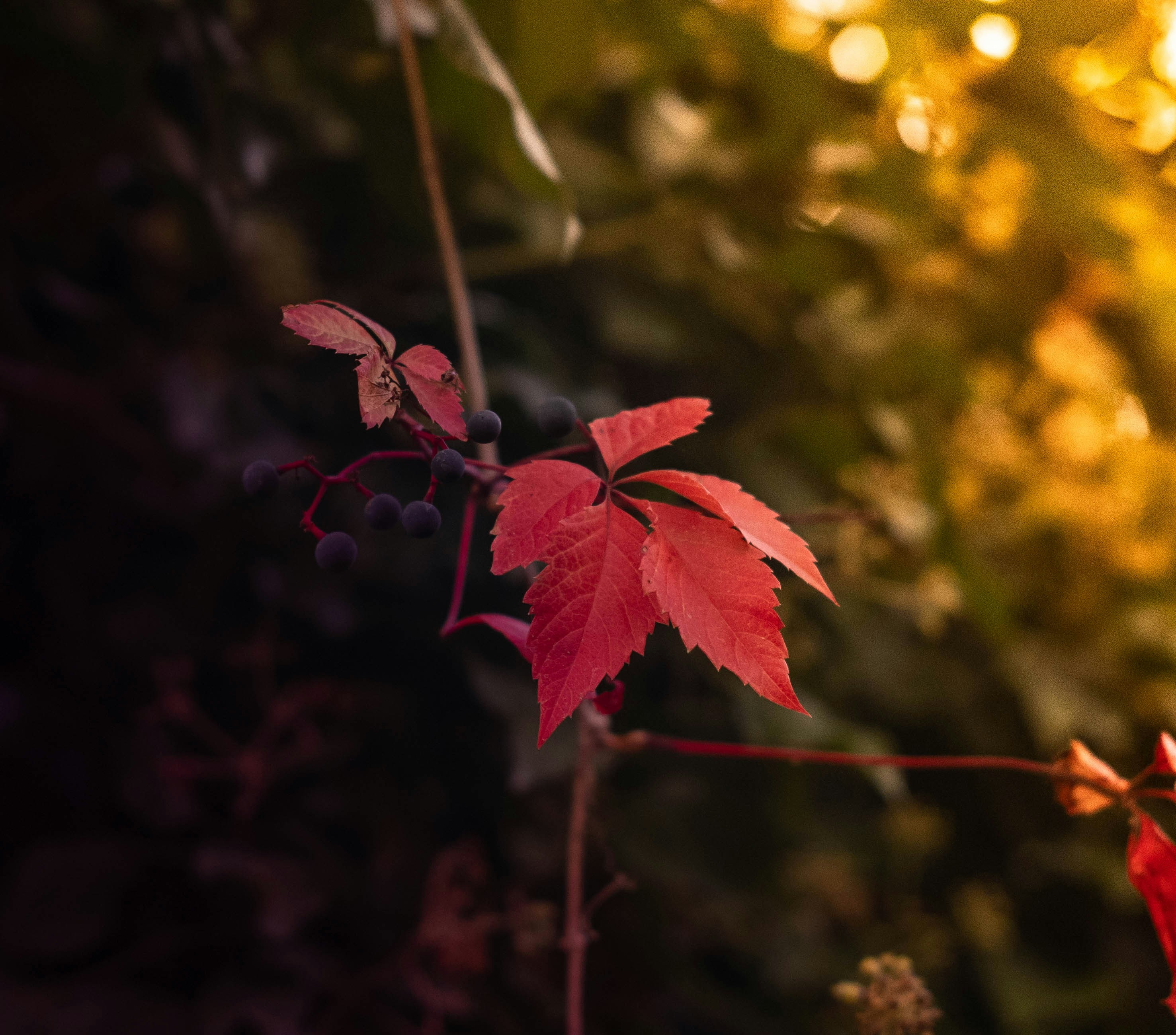 Photo by angyo8onshi