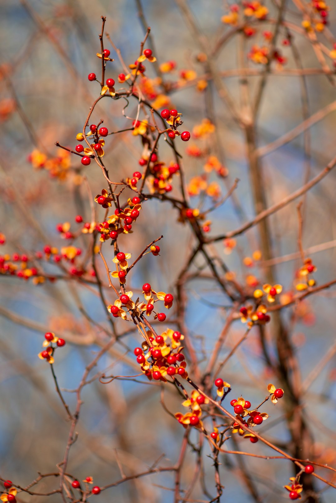 selective focus photo of orange and red berries