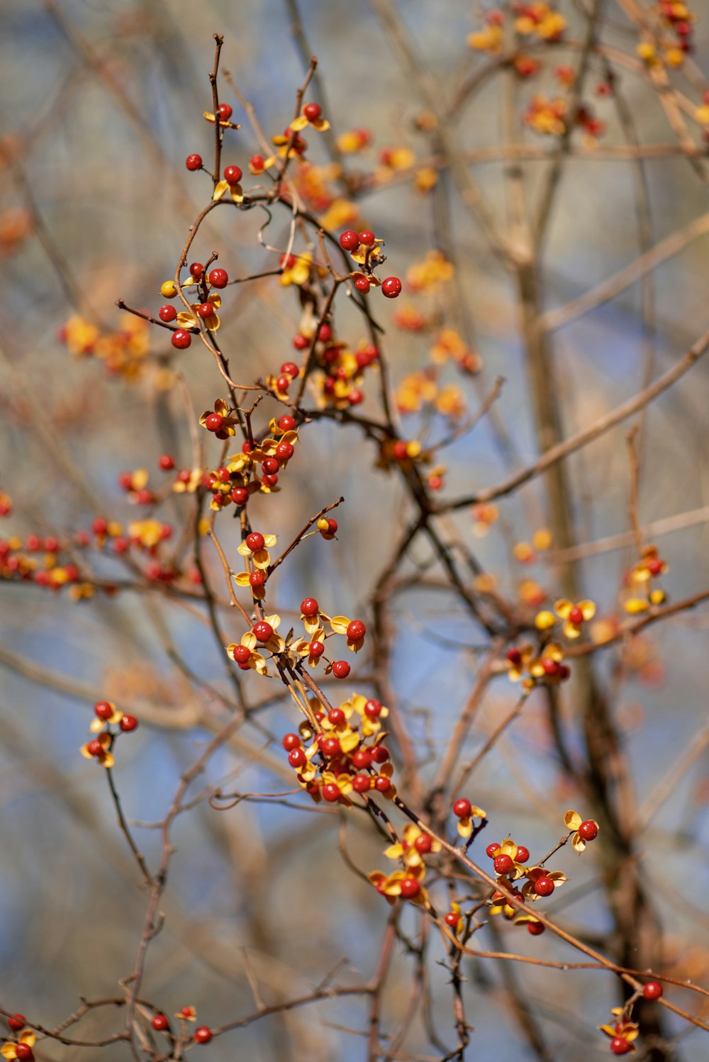 selective focus photo of orange and red berries