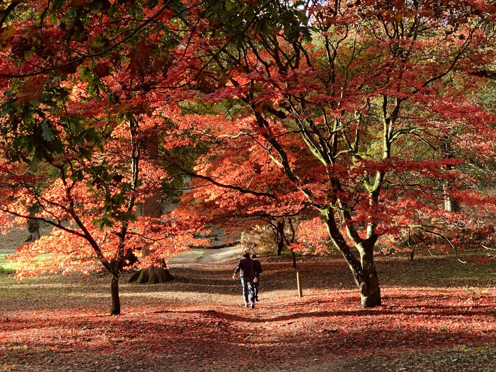 two person walking on dirt pathway between trees