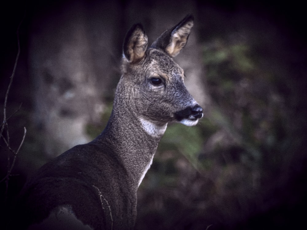 a close up of a deer in a forest