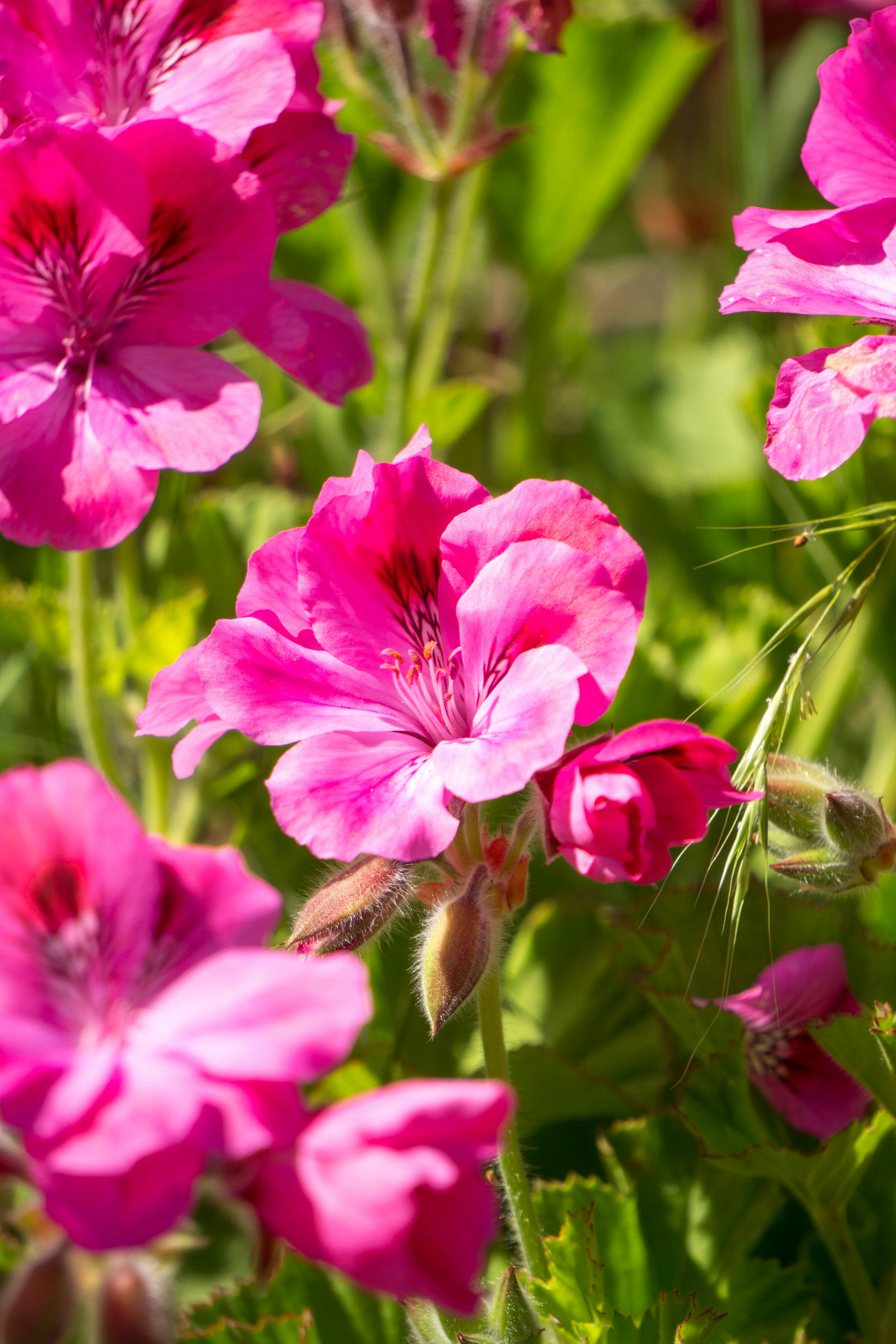 Hawaiian flower buying guide