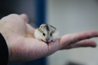 A small, fluffy hamster rests comfortably in the palm of a human hand. The hamster has a soft, light gray and white fur coat, and its tiny black eyes look inquisitively forward. The background is blurred, focusing attention on the hamster and the hand that gently cradles it.