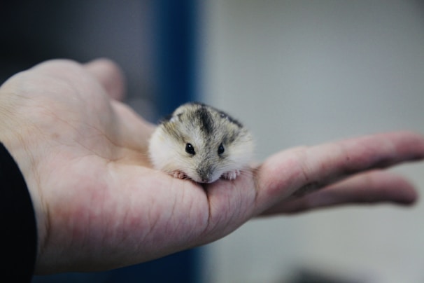 A small, fluffy hamster rests comfortably in the palm of a human hand. The hamster has a soft, light gray and white fur coat, and its tiny black eyes look inquisitively forward. The background is blurred, focusing attention on the hamster and the hand that gently cradles it.