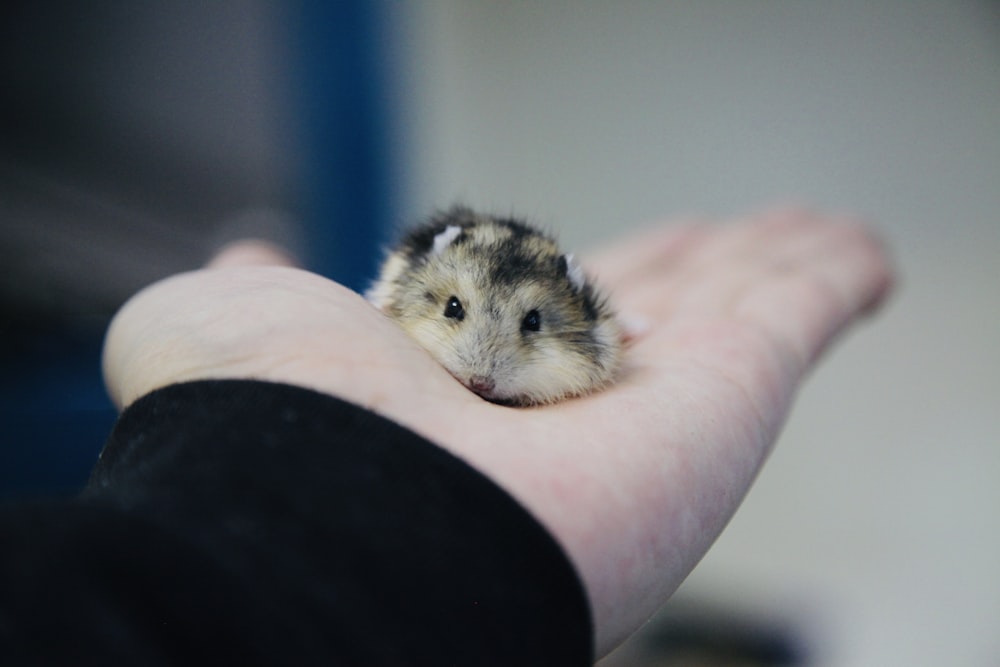 black and brown rodent on person's palm