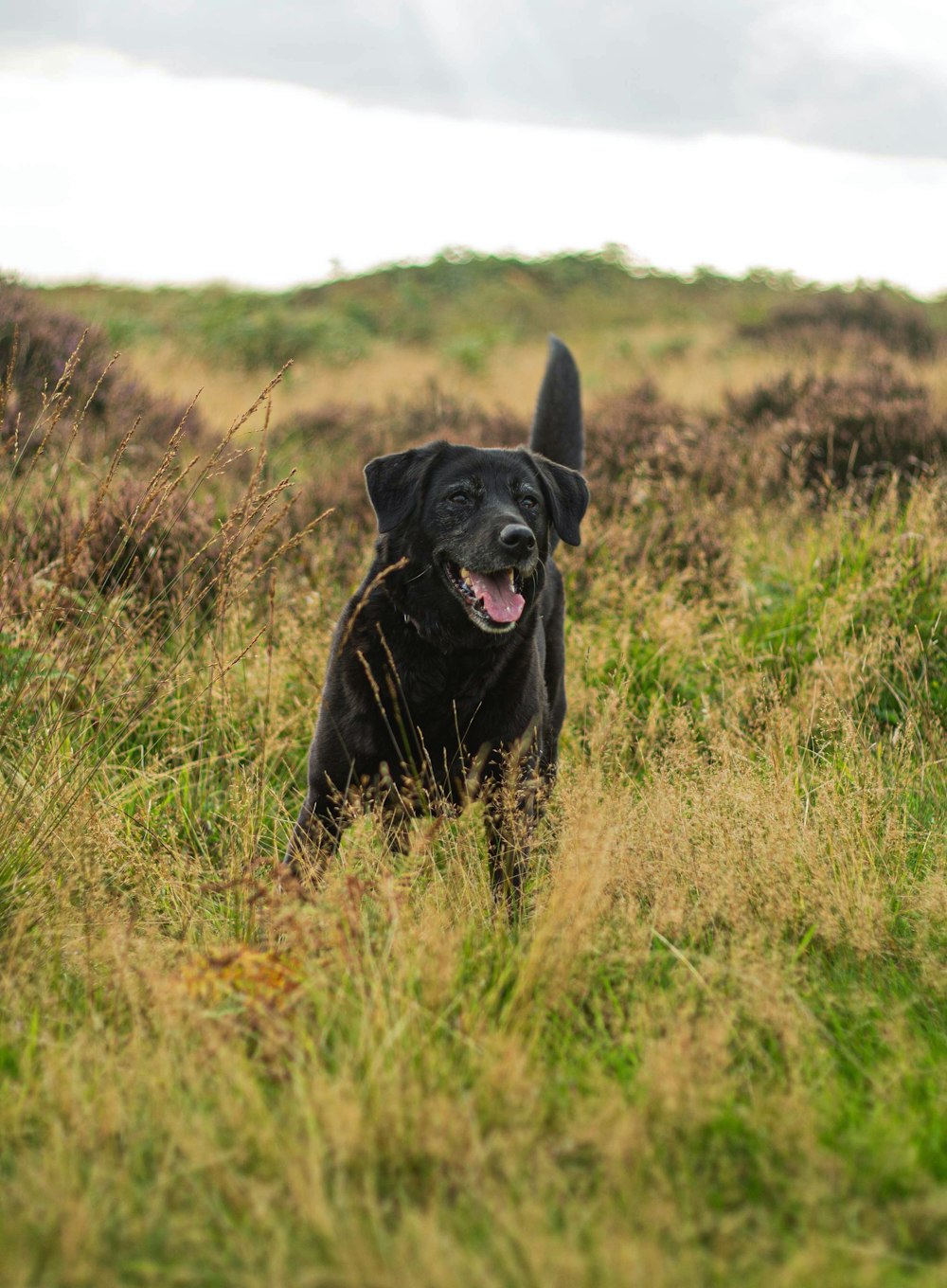 昼間、緑の芝生の上に立つ黒い犬