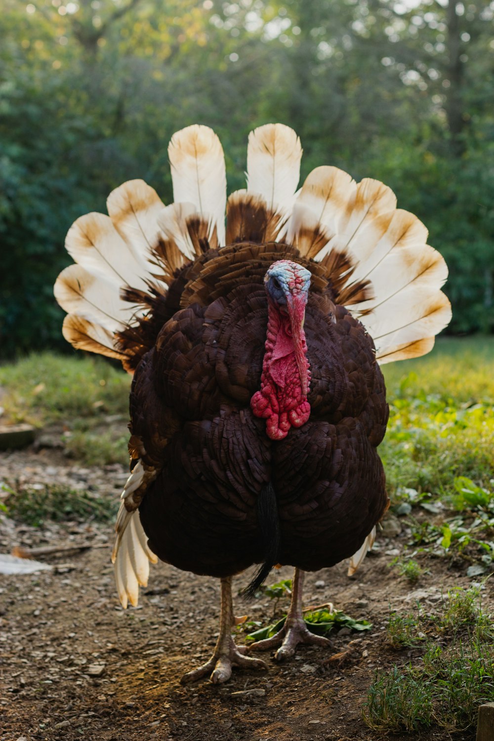 Premium Photo  Thanksgiving turkey high quality 4k ultra hd hdr