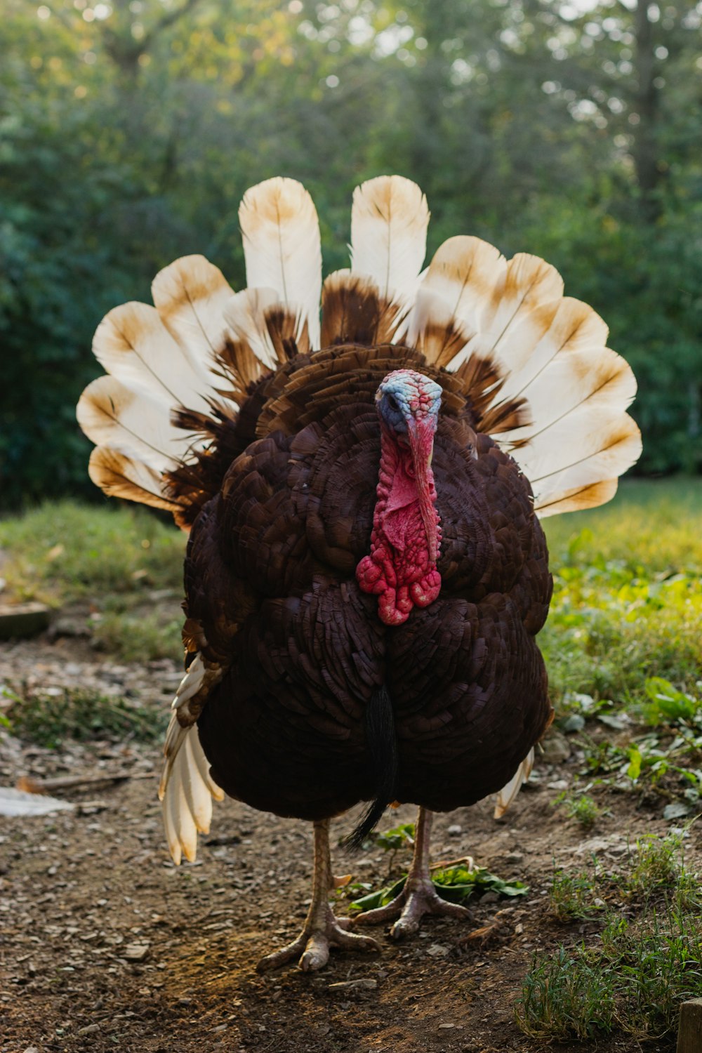 pavo marrón y blanco