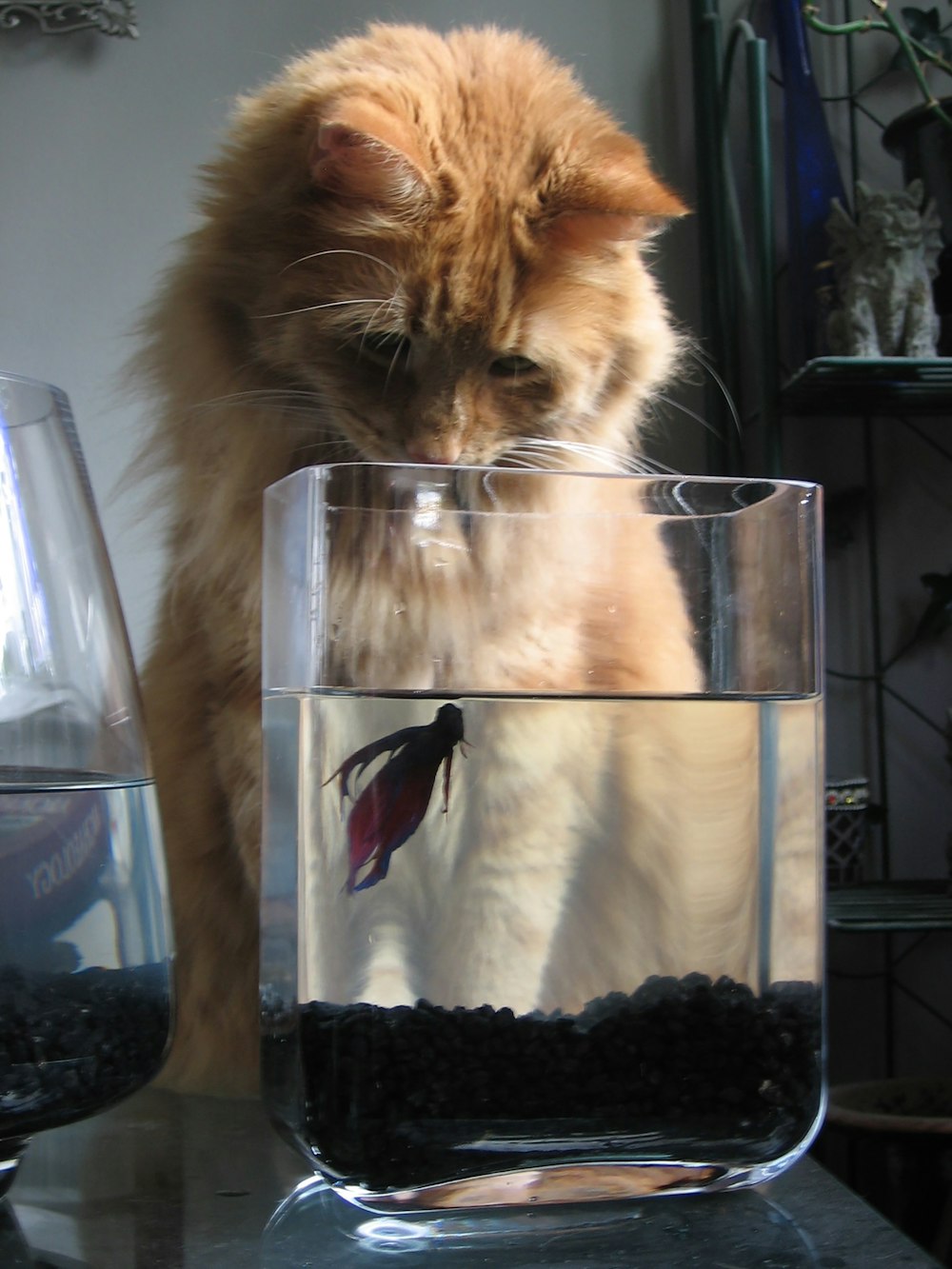 cat beside clear glass container