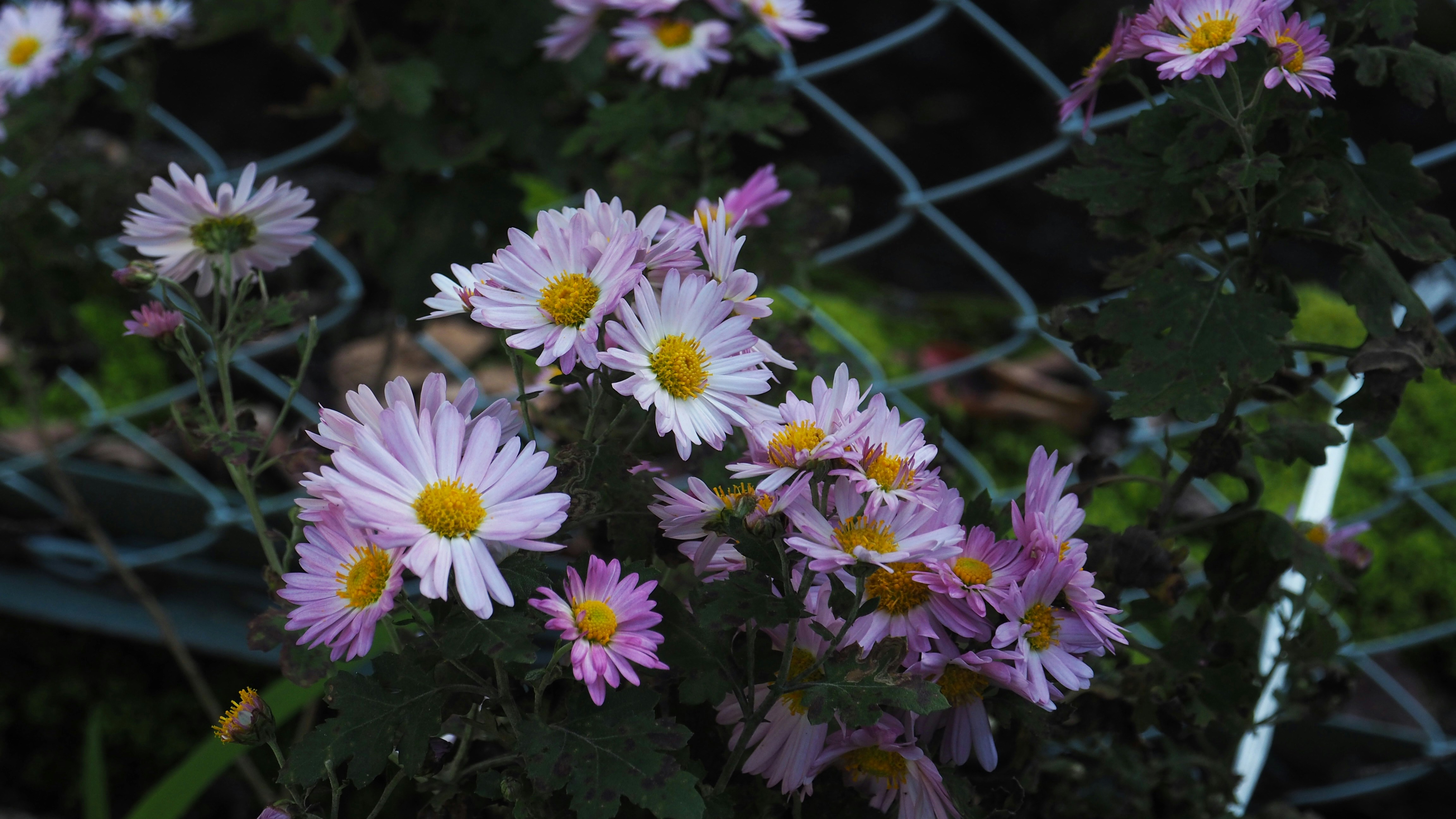 Photo by aimee_gao_gao