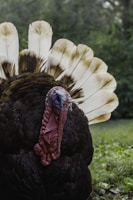 A close-up of a turkey with its feathers fanned out, displaying a mix of black and white plumage. The turkey's head is a combination of blue and red with a distinct wattle. The background features a blurred, green natural setting.