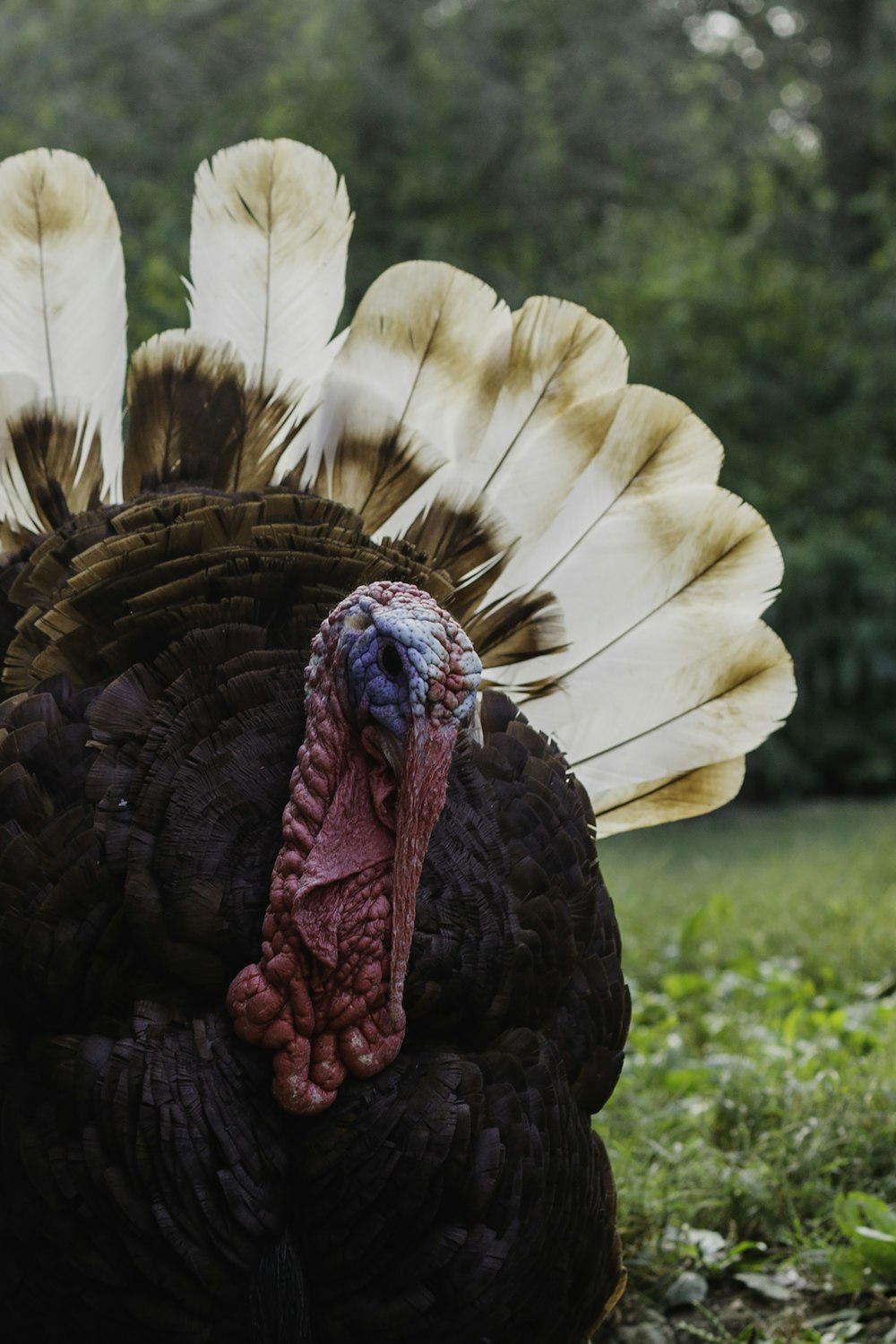 a close up of a turkey in a field