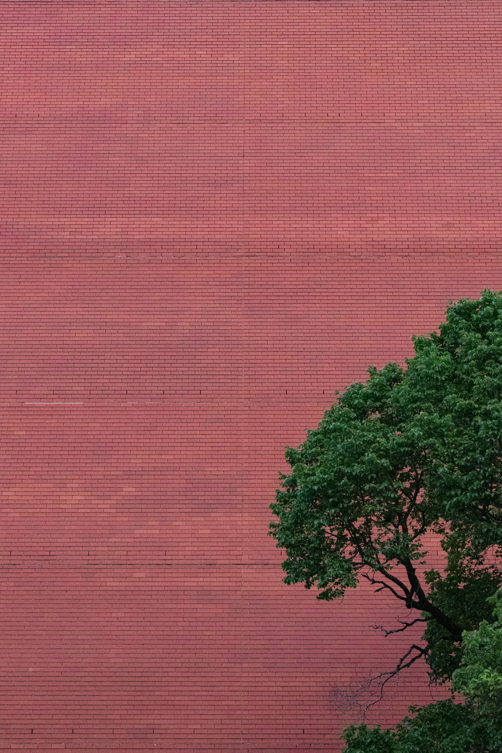 albero verde davanti al muro rosso