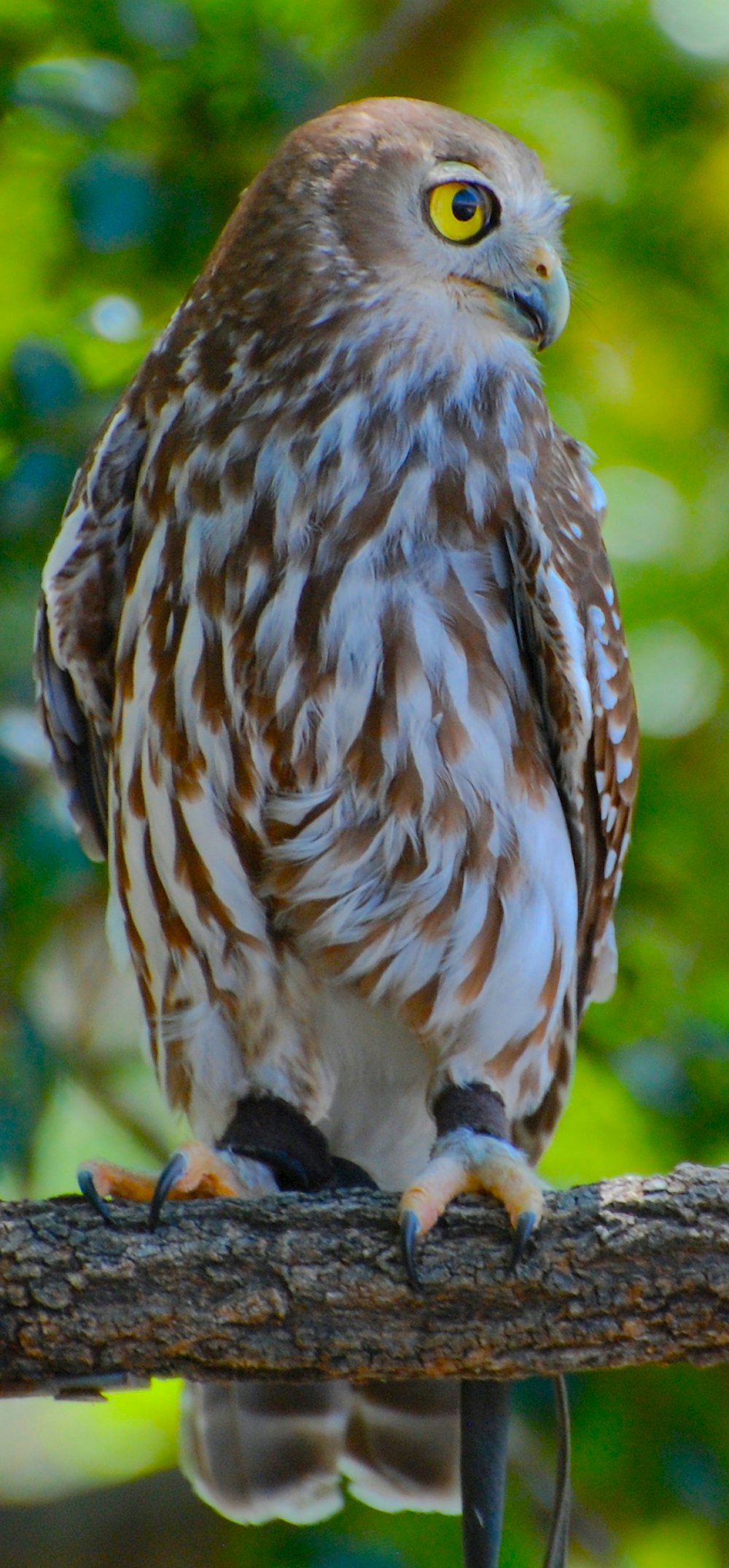 brown and white owl \