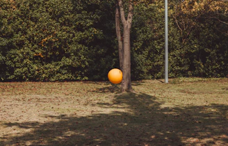 orange ball beside tree