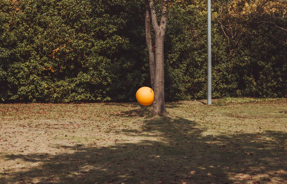 orange ball beside tree
