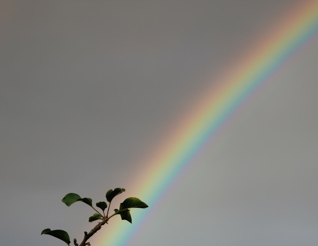 rainbow during daytime