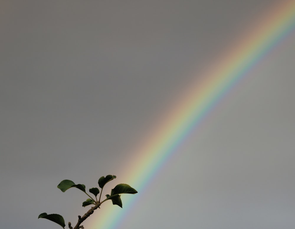 rainbow during daytime