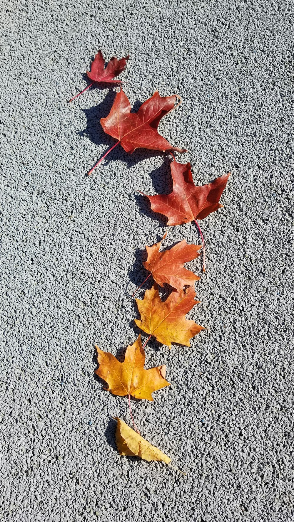 maple leaves on gray surface