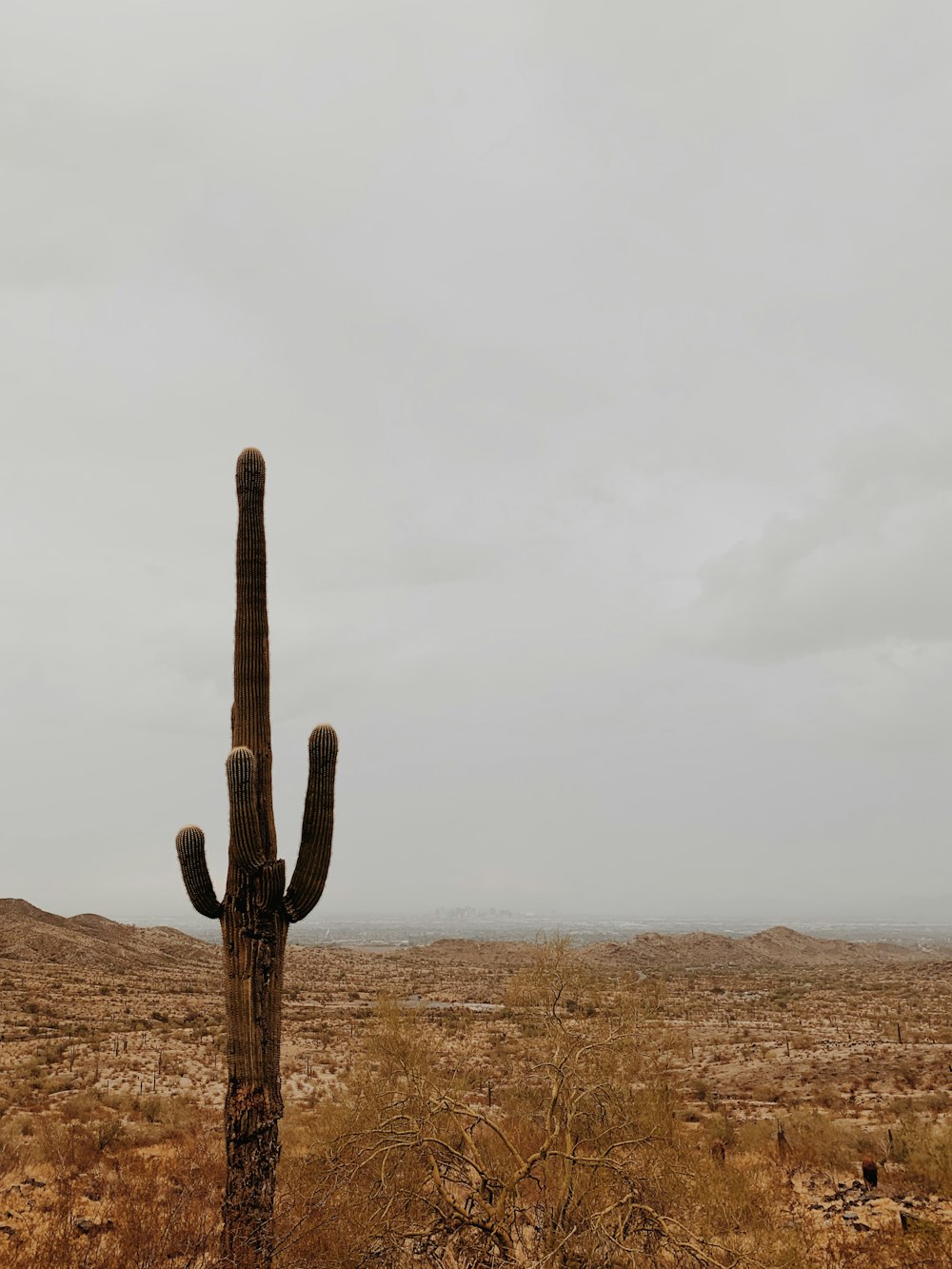 shallow focus photo of cactus under cloudy sky