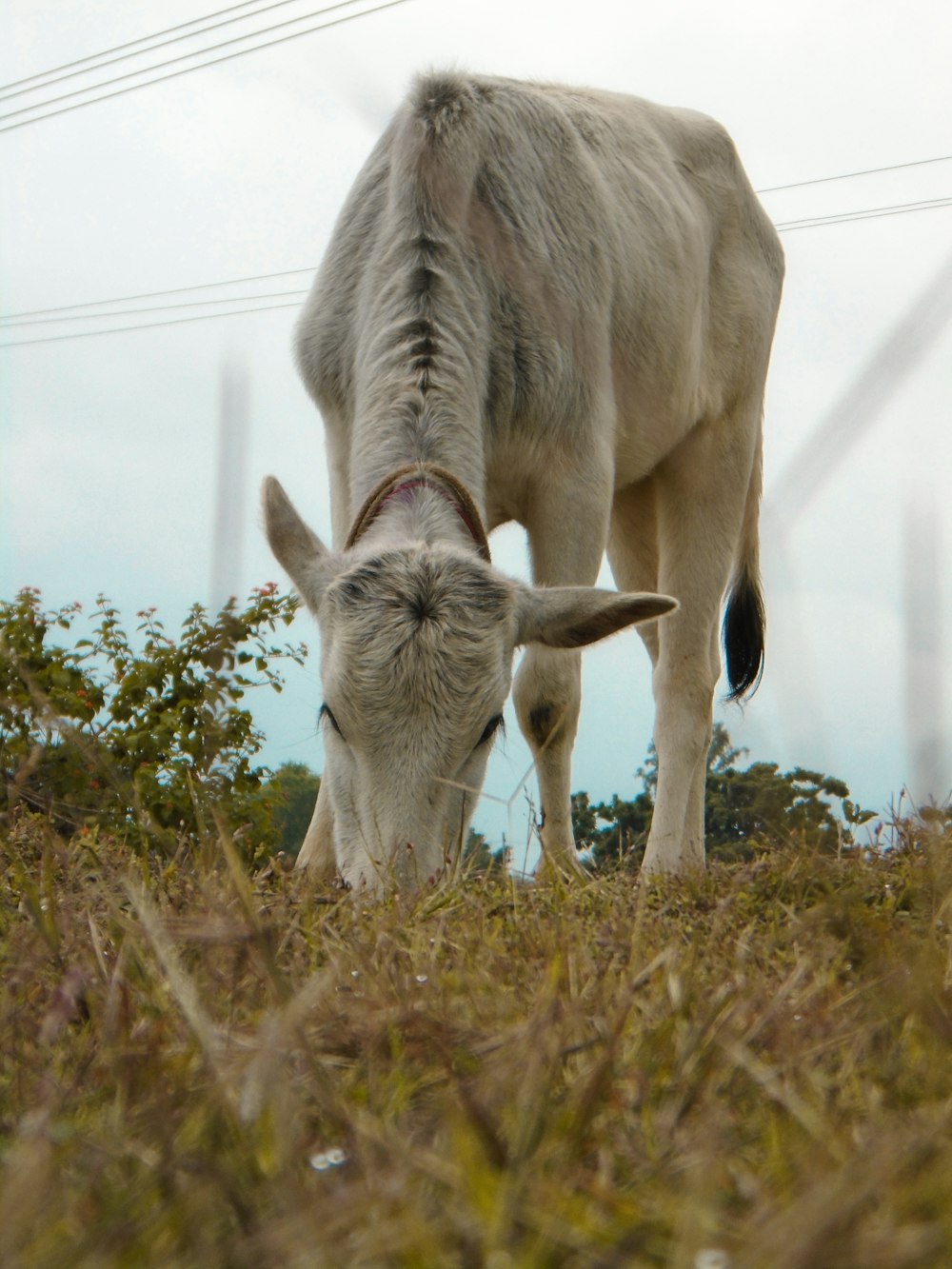 brown goat on brown grass field