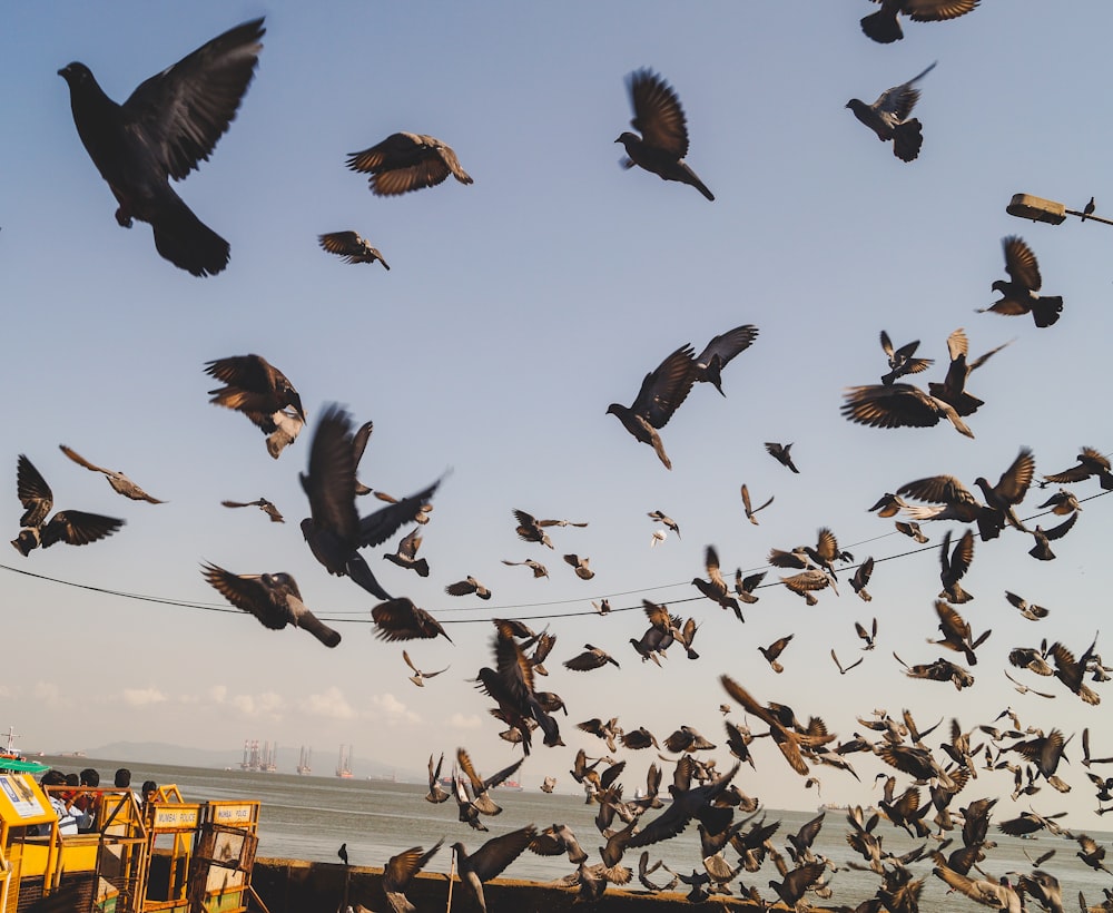 pigeons flying