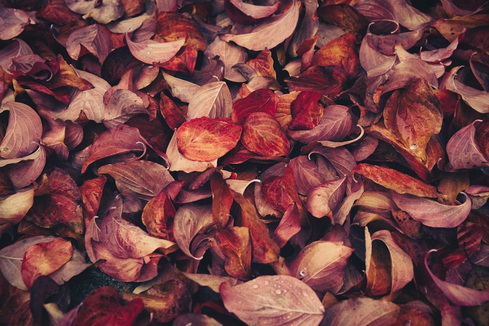 foglie appassite