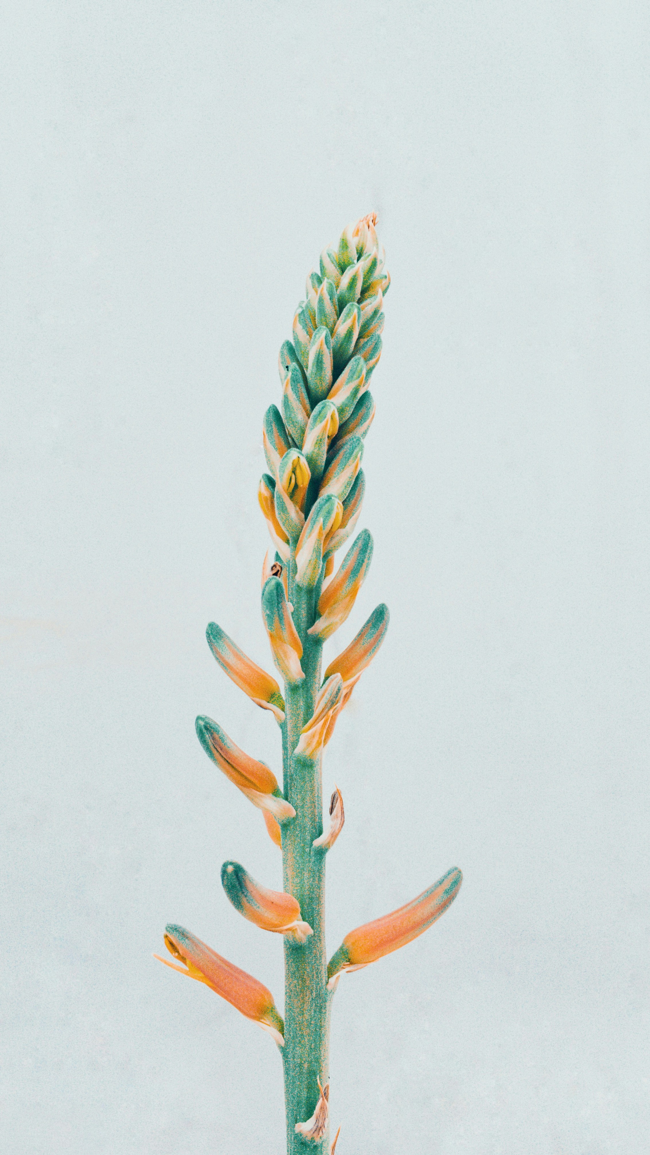 Photo by azazmerchant