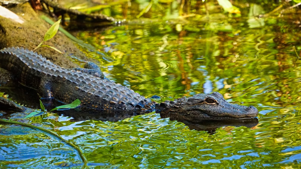 Foto eines Alligators mit flachem Fokus auf einem Gewässer während des Tages