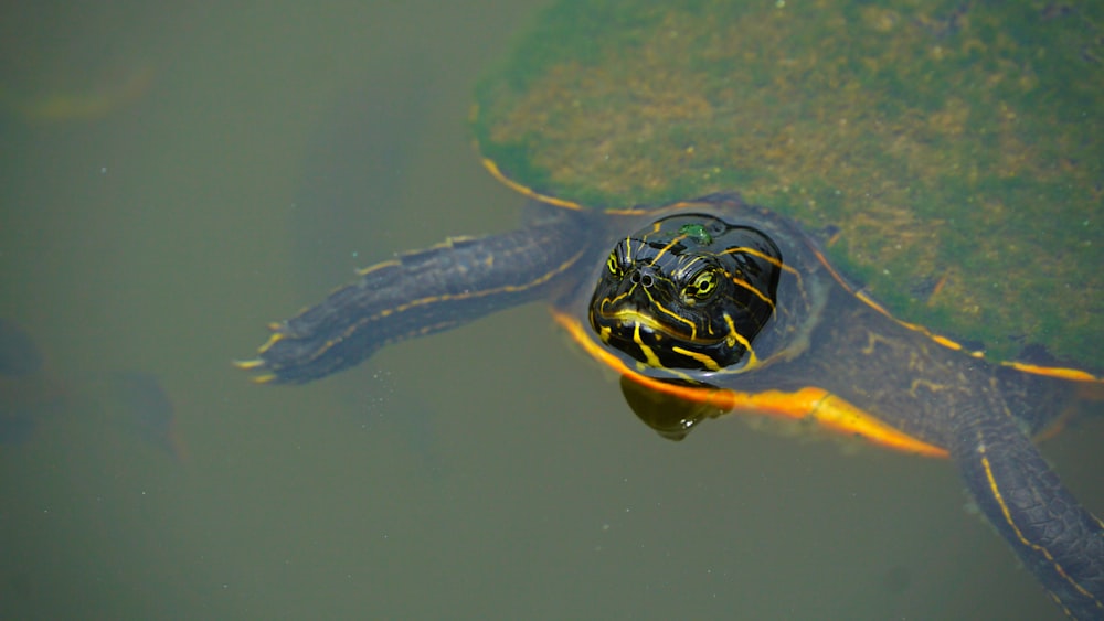 shallow focus photo of turtle on body of