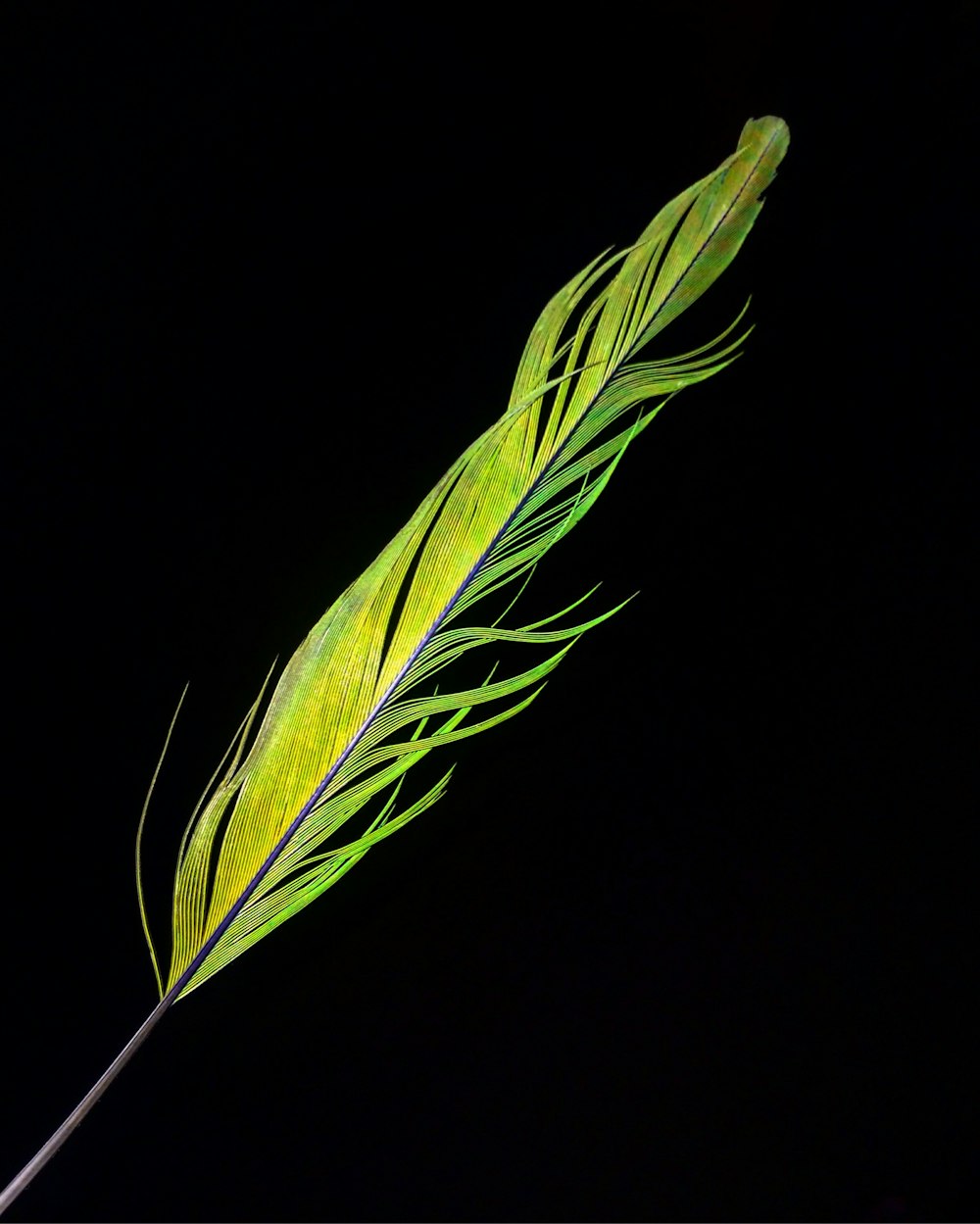 green feather