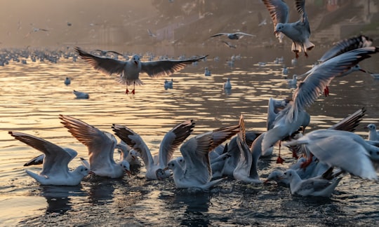 seagulls on body of water in New Delhi India