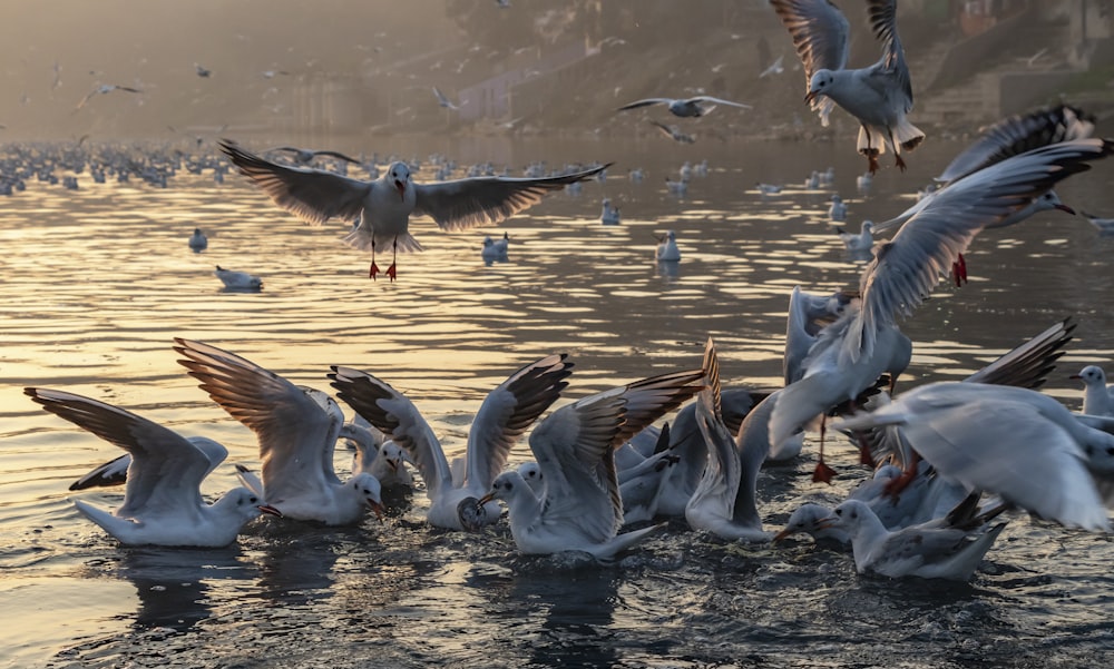 seagulls on body of water