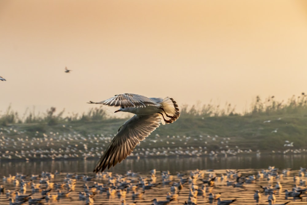 seagull flying over sand