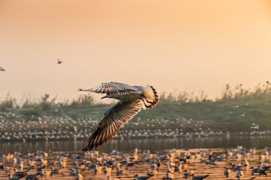 seagull flying over sand in New Delhi India