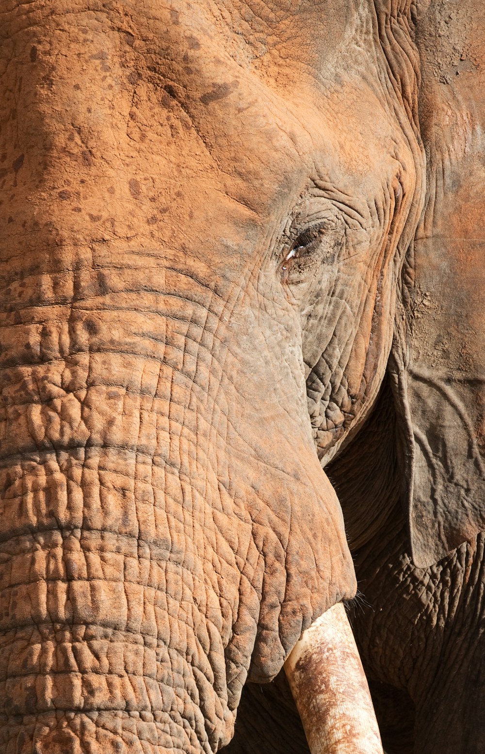 close-up photo of brown elephant