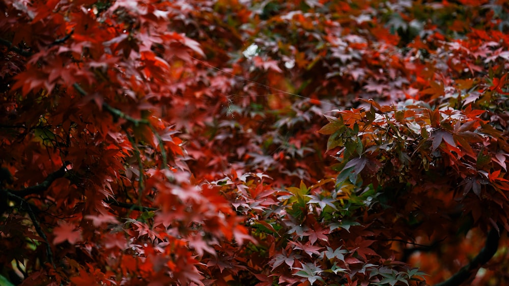 shallow focus photo of red leaves