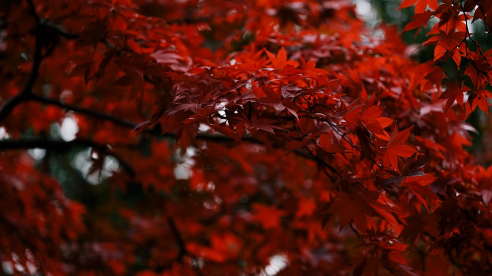 shallow focus photo of red leaves