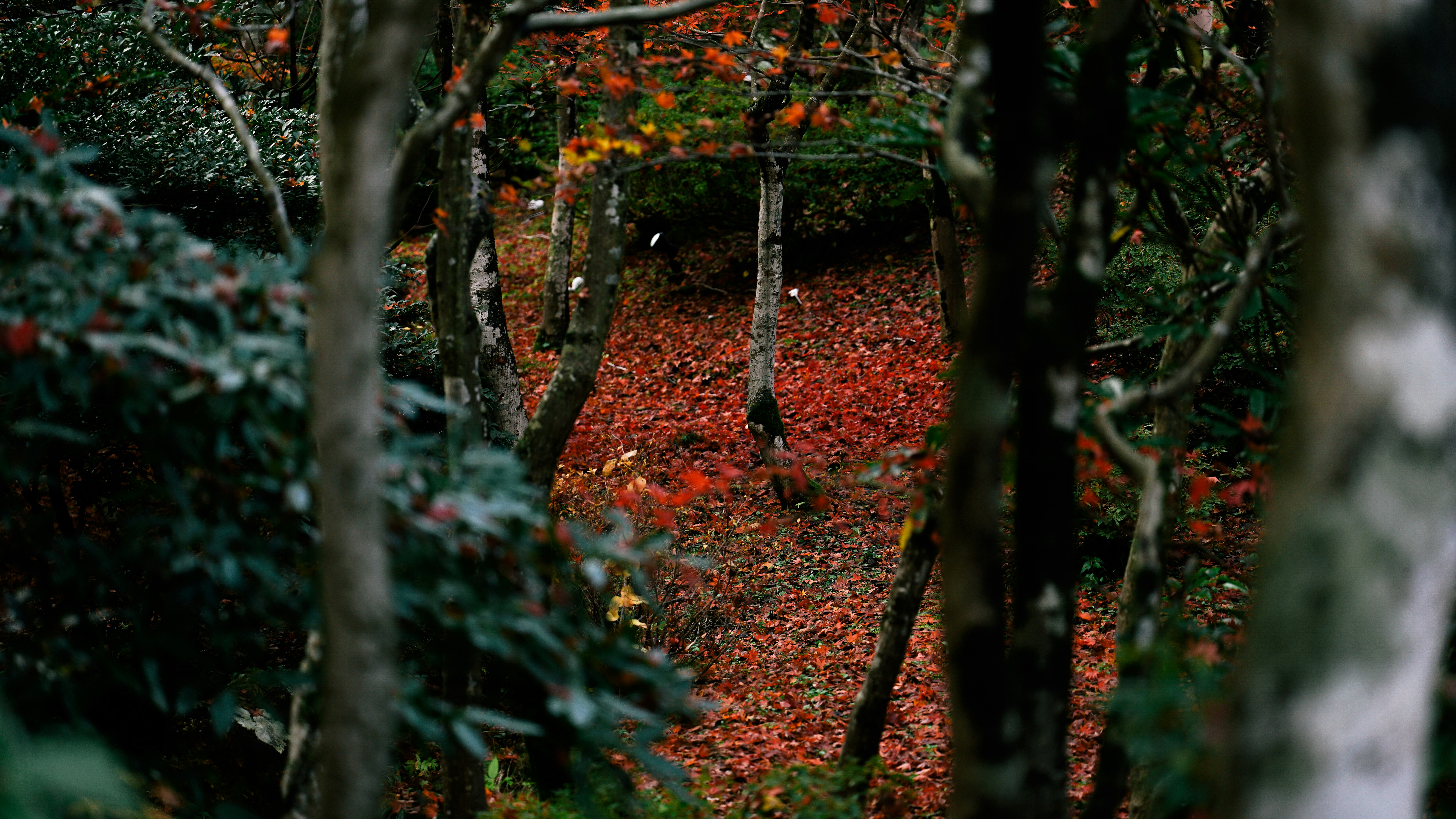 Photo by tokyokohaku