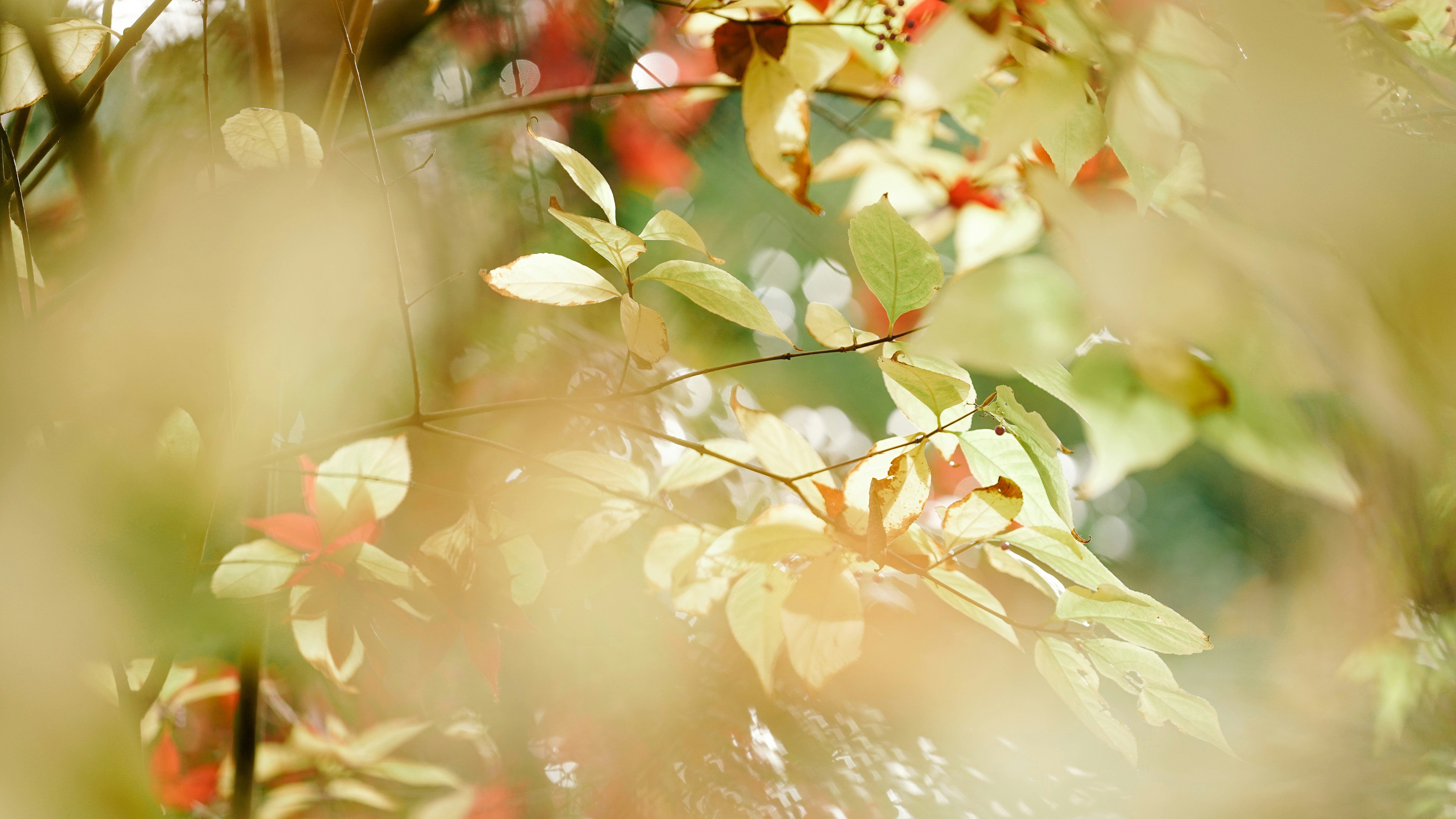 Photo by tokyokohaku