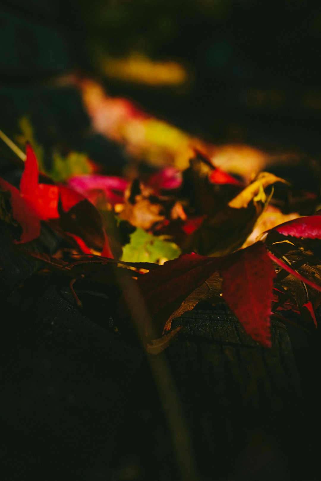 withered leaves