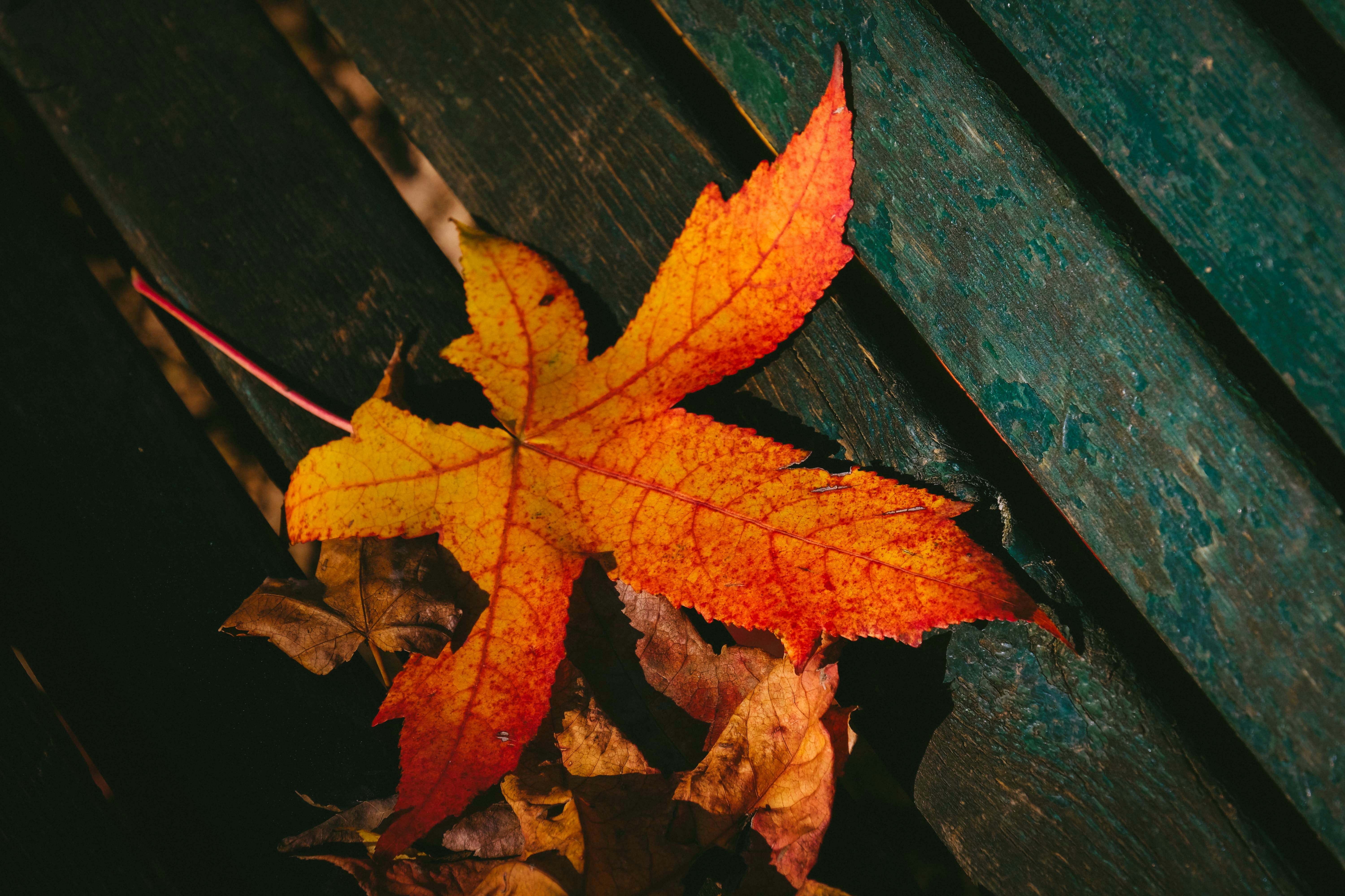 Photo by francesco_ungaro