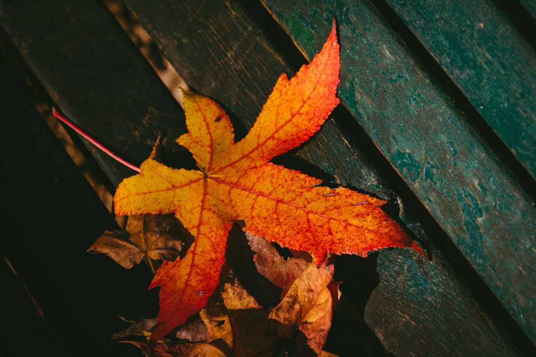 orange palmate leaf