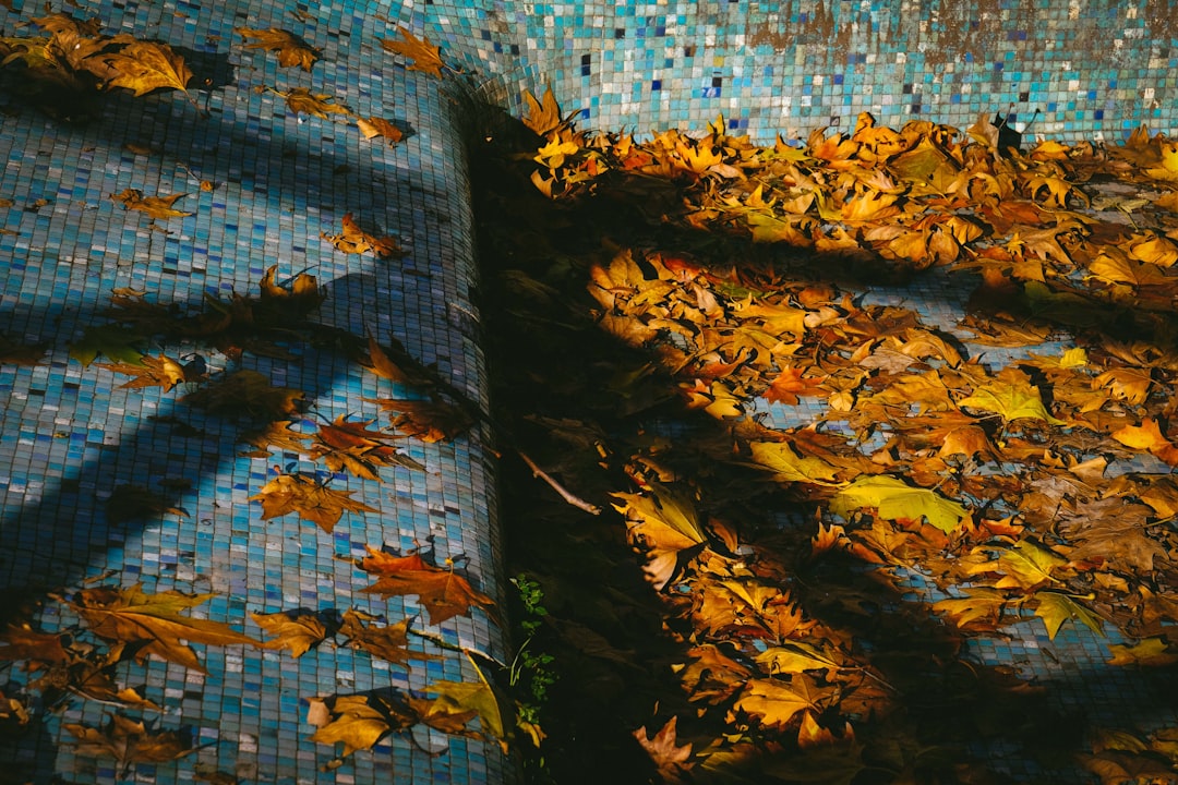withered leaves on pool