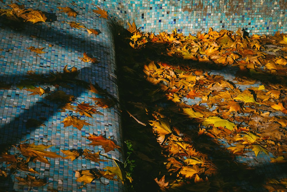 Before: pool corner covered in fallen autumn leaves over blue tile