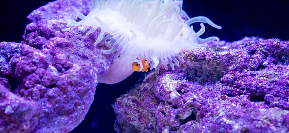 clown fish beside coral