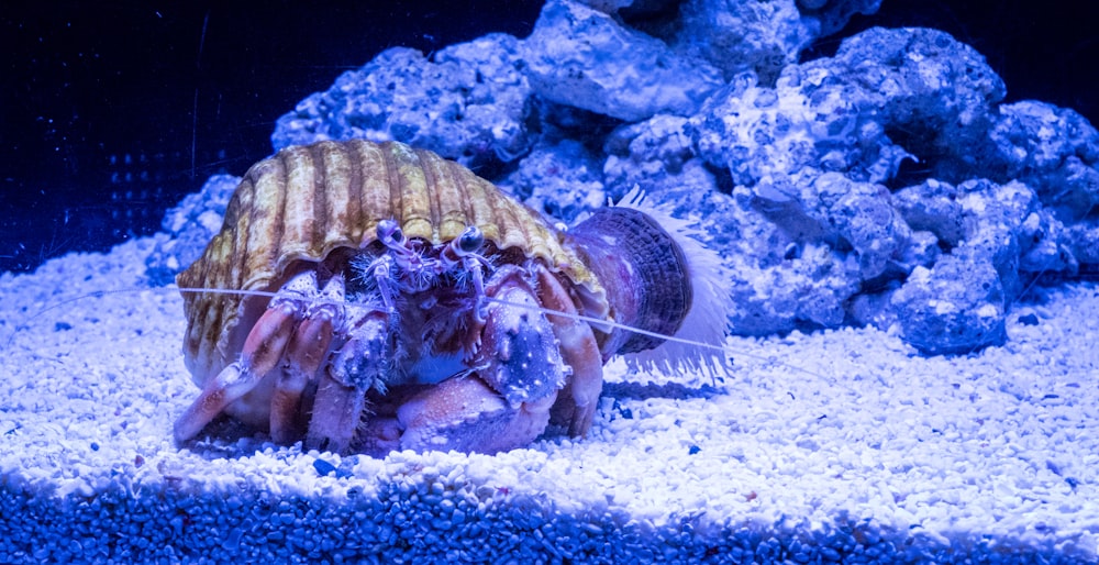 shallow focus photo of brown hermit crab