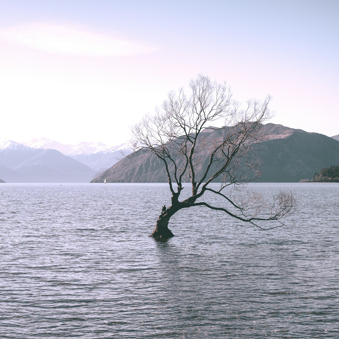 bare tree on body of water